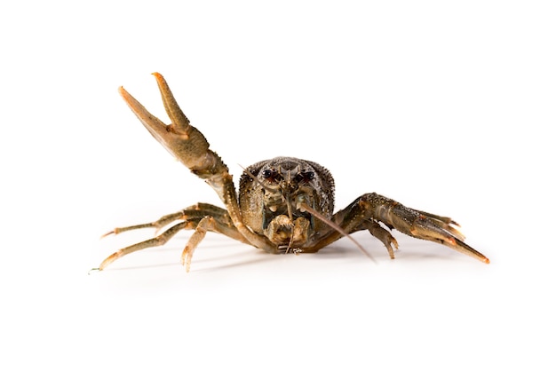 Gamberi di fiume live isolati su uno sfondo bianco. gamberi crudi. spuntino di pesce fresco.