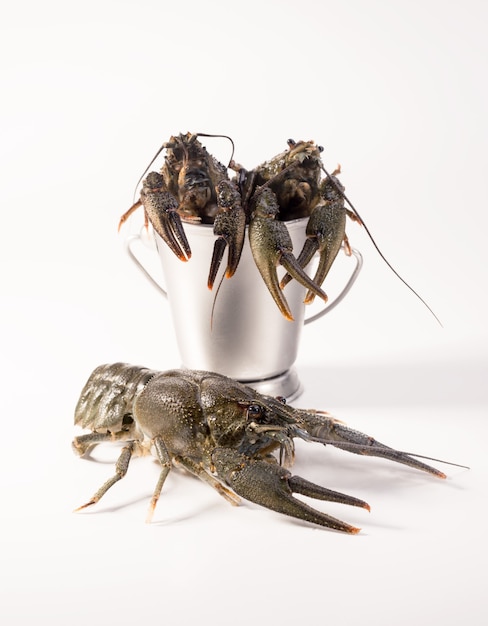 Crayfish live placed into metallic bucket isolated on a white background. Raw crawfish. Fresh seafood snack.