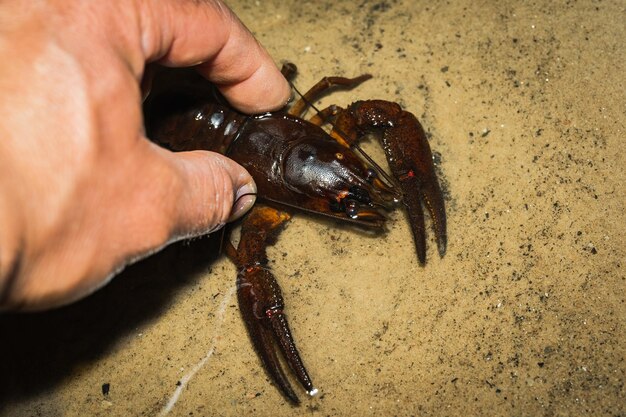 Crayfish in a man's hand caught on a lake closeup photo high quality photo
