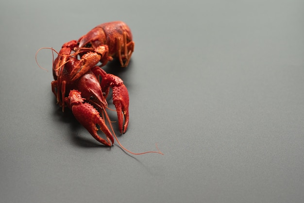 Crayfish red, Baby Lobster portrait on black background