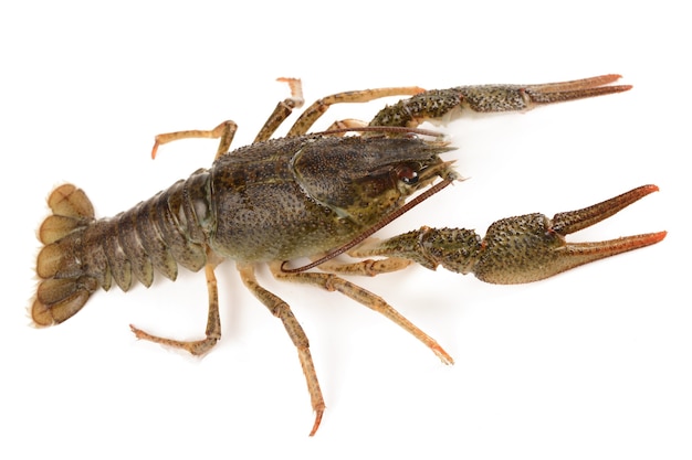 Crayfish on a white background