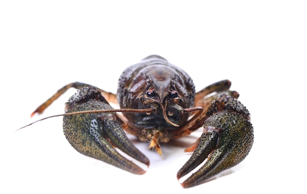 Photo crayfish