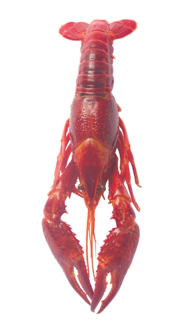 Crayfish