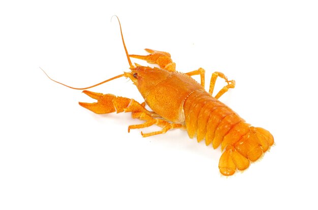 Crayfish