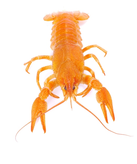 Crayfish