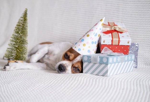 Crazy chihuahua dog in party hat sleep with Christmas gifts and christmas tree lie down on coach. sleep. Merry Christmas. Happy New Year. santa dog.