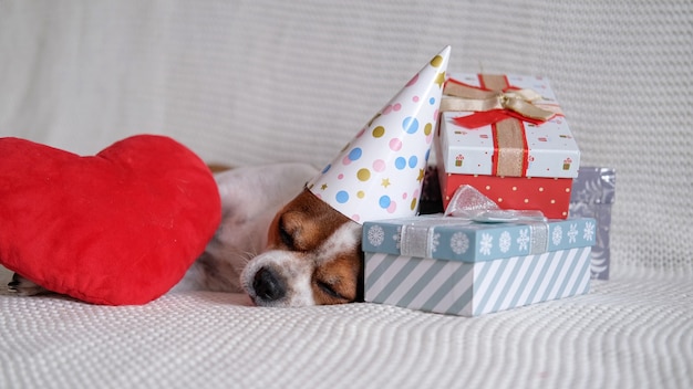 パーティーハットのクレイジーチワワ犬はクリスマスプレゼントと眠り、赤いハートはコーチに横になります。寝る。メリークリスマス。あけましておめでとう。サンタ犬。