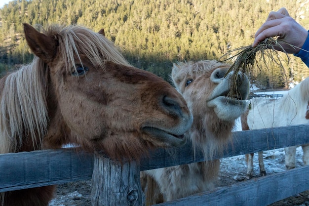 Crazy funny horse eating grass