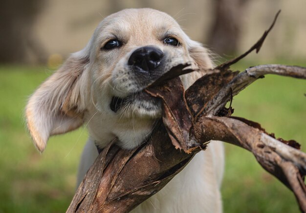 Foto i giochi pazzi e felici del mio cucciolo dexter un golden retriever