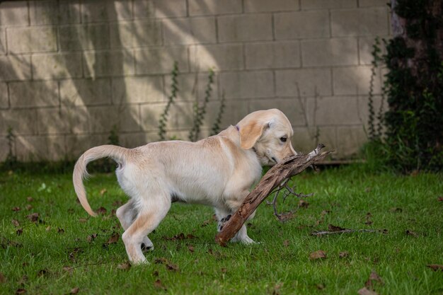 Foto i giochi pazzi e felici del mio cucciolo dexter un golden retriever