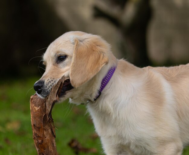 Foto i giochi pazzi e felici del mio cucciolo dexter un golden retriever