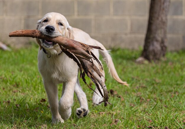 私の子犬のデクスターの 狂った幸せな遊び ゴールデン・レトリバー