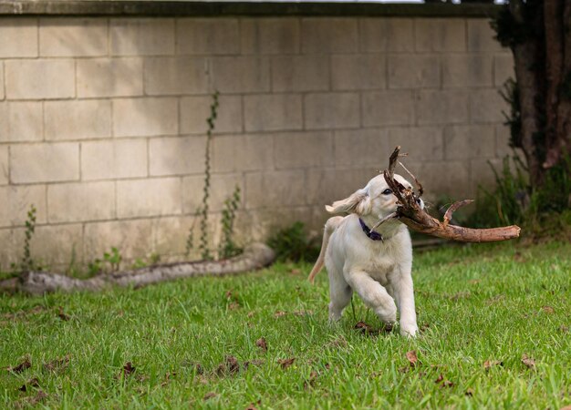 私の子犬のデクスターの 狂った幸せな遊び ゴールデン・レトリバー