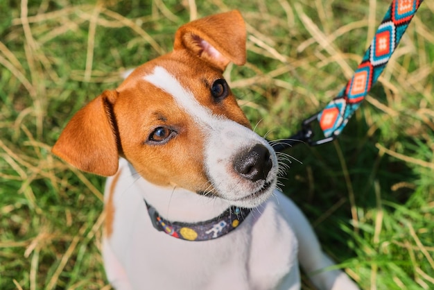 Crazy smiling dog jack russel terrier on green grass