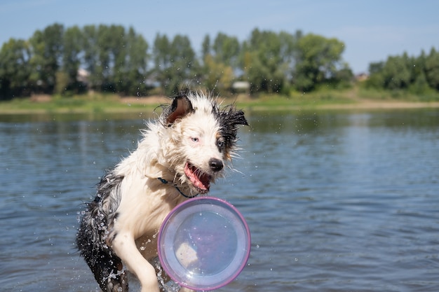 Pazzo bagnato pastore australiano blue merle cane gioca con il disco volante in estate del fiume. spruzzi d'acqua. divertiti con gli animali domestici in spiaggia. viaggia con animali domestici.