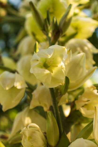 Cream color blossoms on flower stalk, Creamy White Blooms on Flowering Branch with Clear Blue Heavens, Yellowish flowers on blossoming stalk in garden