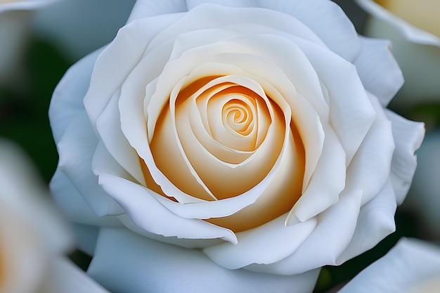 cream color rose closeup image