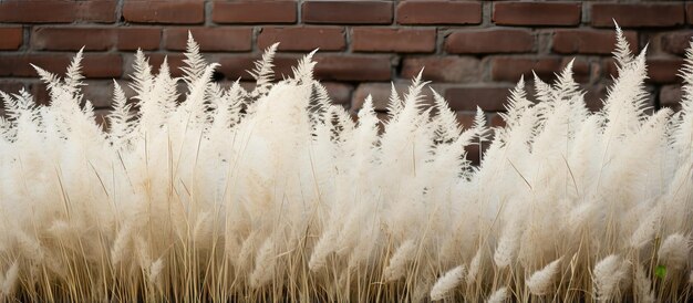 Photo cream colored bristlegrass brick wall backdrop appears soft