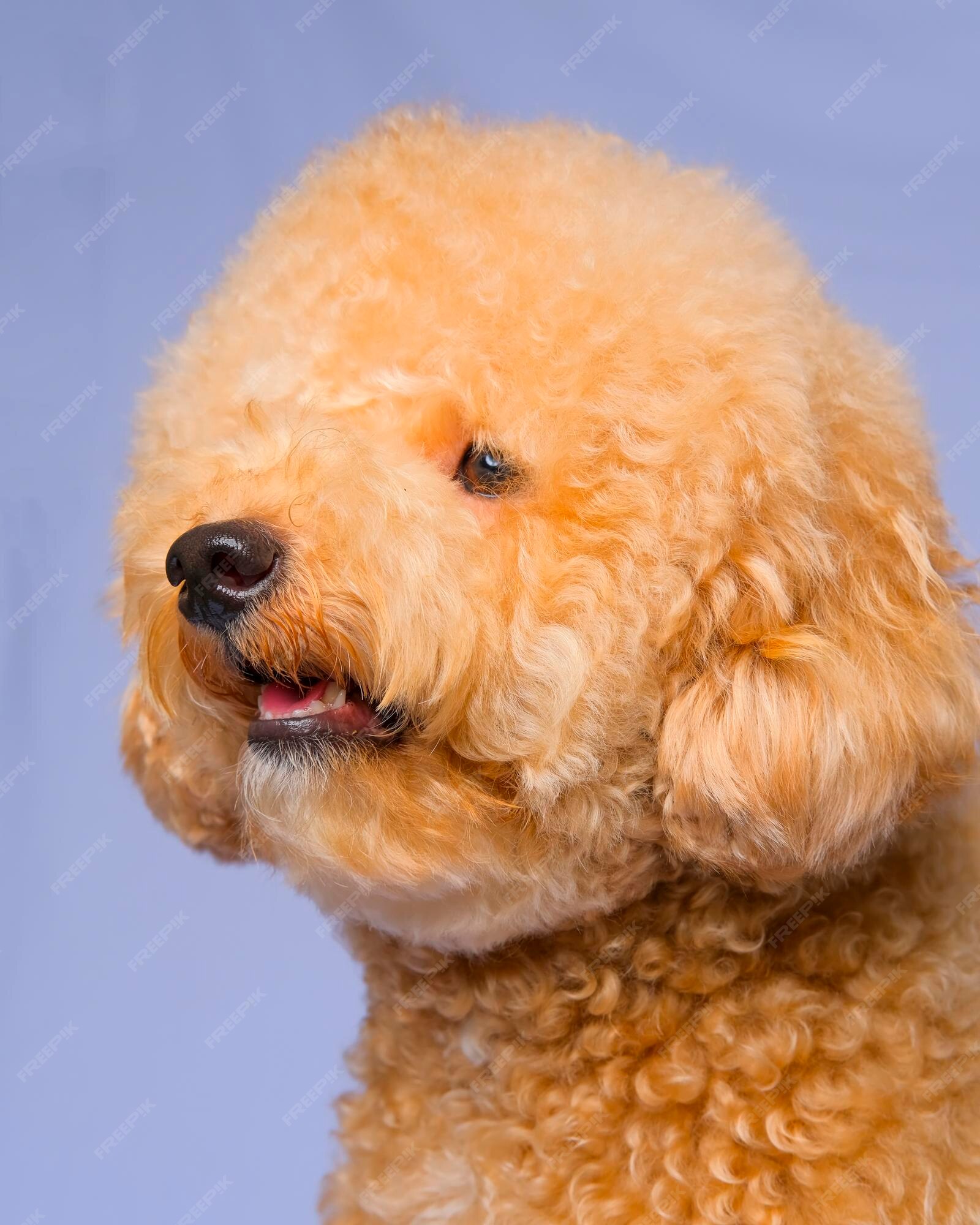 why do poodles smile