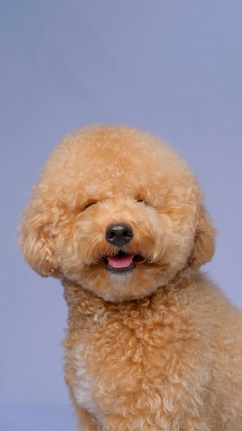 회색 파란색 배경과 행복한 표정으로 스튜디오에서 크림색 여성 푸들 강아지 사진 촬영 세션
