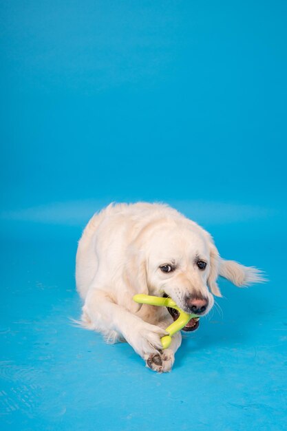 Cream Golden Retriever hond op blauwe achtergrond