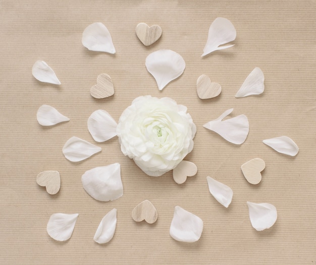 Cream ranunculus flower in a circle of hearts and petals on beige paper top view