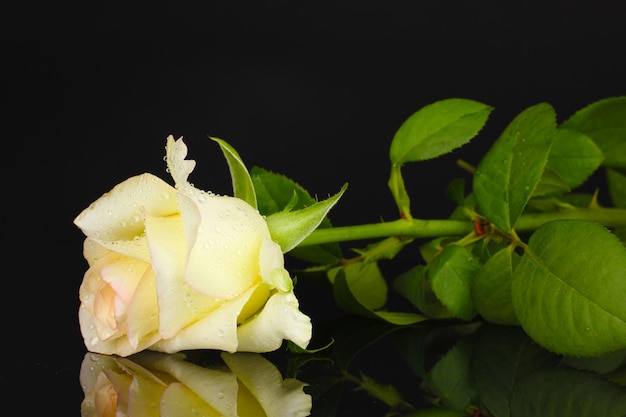 Cream rose isolated on black