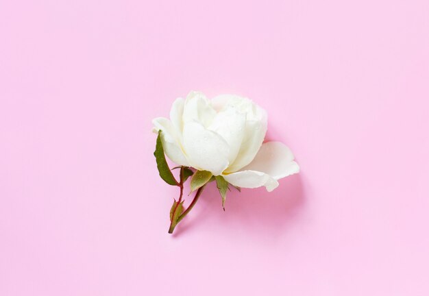 Cream rose on a light pink background top view