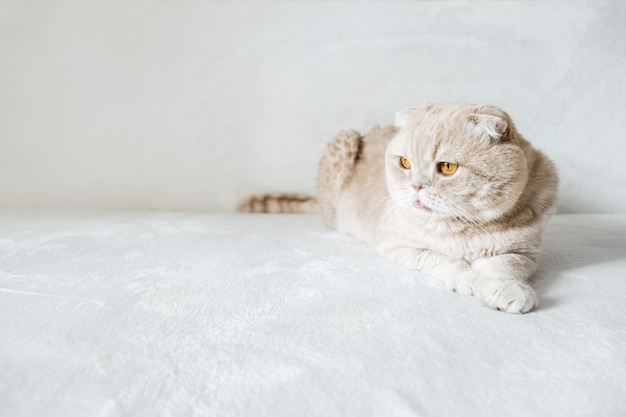 Cream scottish fold cat with orange eyes on white soft sofa at home adult scottish fold cat on white