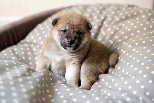 バスケットのクリーム柴犬子犬