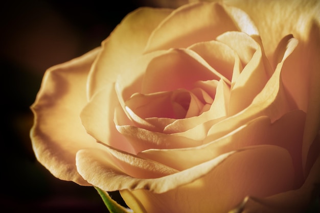 Creamy colour blooming rose, close-up photo, black background