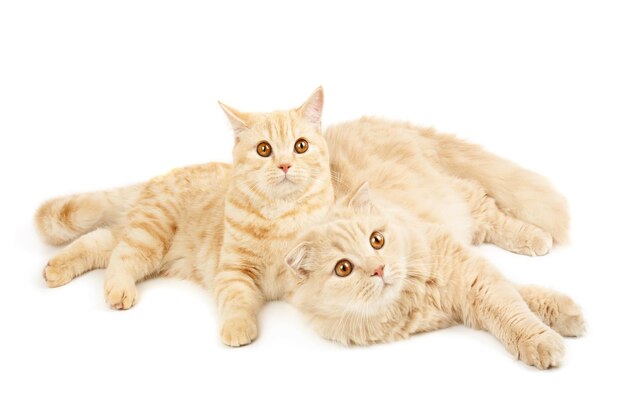 Creamy  scottish straight shorthair and highland six monthes cats isolated on white