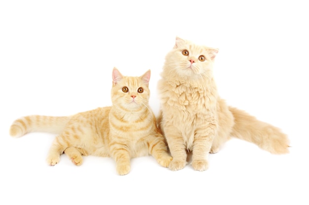 Creamy scottish straight shorthair and highland six monthes cats isolated on white