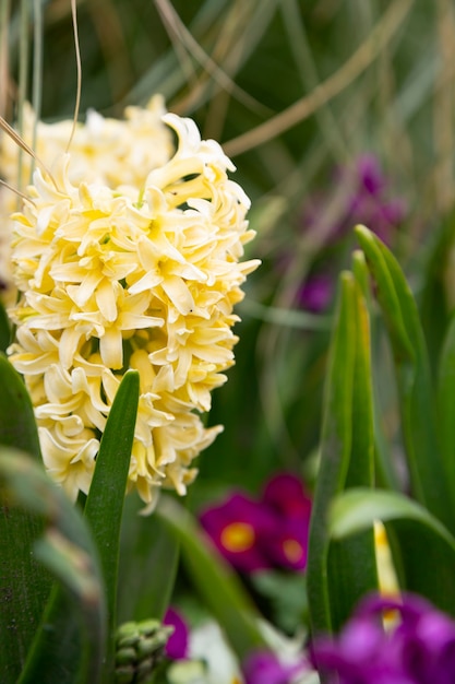 クリーミーイエローヒヤシンス、Hyacinthus orientalis-一般的な、オランダまたは庭のヒヤシンス