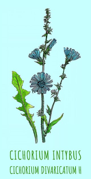 Created using generative AI Illustration of COMMON CHICORY Latin name CICHORIUM INTYBUS L