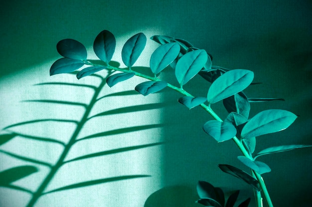 Creatief beeld van blauwe kamerplant Zamioculcas met vensterlicht abstracte schaduwen en silhouetten