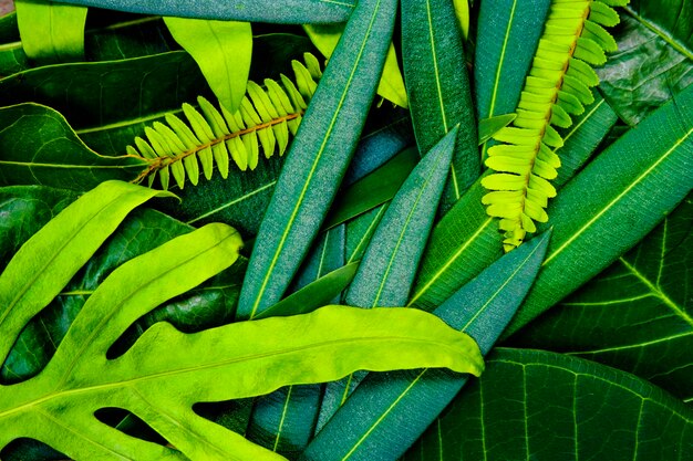 Creatief idee van groene bladerenlay-out voor textuur die versheid kan maken