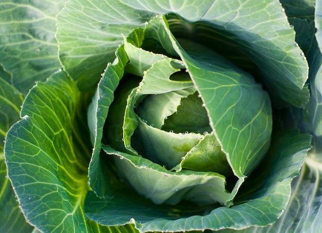 Foto creatief plat lag uitzicht van bovenaf. frisdrankplant, witte kool.