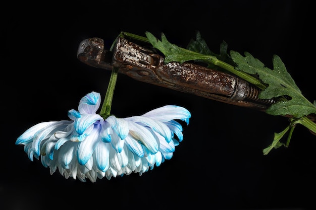 Creatief stilleven met een oude roestige sleutel en een blauwwitte chrysanthemumbloem