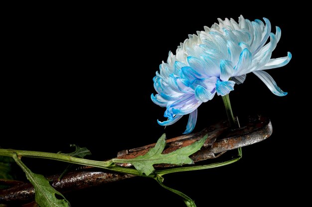 Creatief stilleven met een oude roestige sleutel en een blauwwitte chrysanthemumbloem