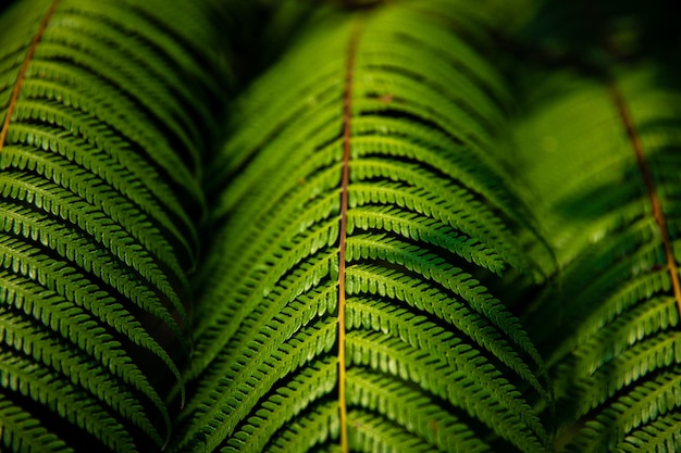 Foto creatieve aardachtergrond met een patroon van groene bladeren het natuurlijke concept