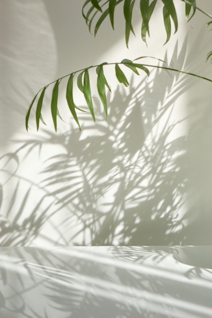 Creatieve compositie van natuurlijke takken van groenblijvende tropische palmplant met decoratieve schaduwen op een lichte muur en oppervlak. spel van schaduwen op een muur van raam op de zonnige dag.