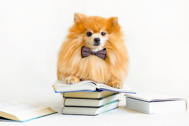 Creatieve intelligente, slimme, serieuze hond Pommeren spitz professor bril leesboek