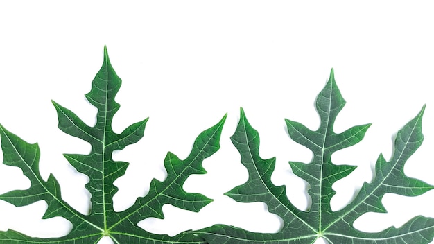 Creatieve lay-out gemaakt van tropische bladeren op witte achtergrond Minimalistisch concept met gratis kopieerruimte