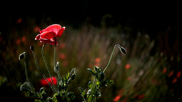 Creating a mood.In the garden blossom poppies.Wild flower in all its glory.Creating a mood.