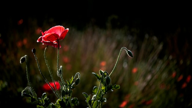 Foto creare uno stato d'animo.nel giardino fioriscono papaveri.fiore selvatico in tutto il suo splendore.creare uno stato d'animo.