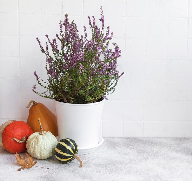 Creative autumn fall thanksgiving day composition with decorative orange pumpkins