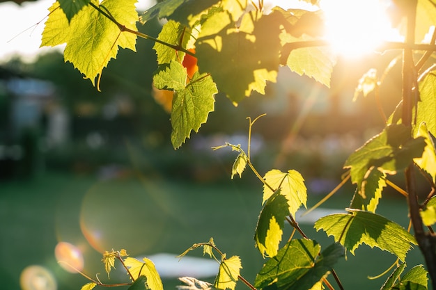 Creative background of blurred vine branches, with sunbeams and lens flares