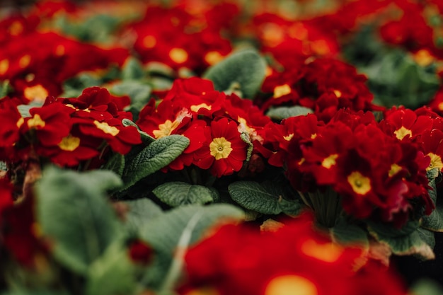 붉은 꽃과 나비로 만든 크리 에이 티브 배경 평면 누워 평면 누워 꽃 개념 피튜니아 꽃