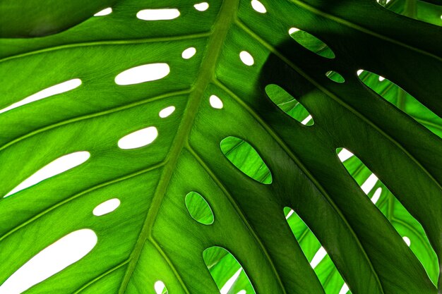 Creative background of a monstera plant leaf.